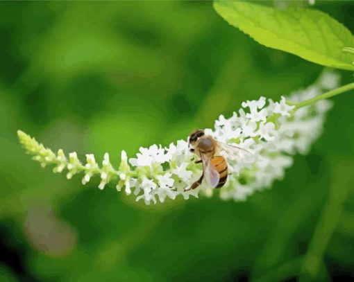 Bee On Aloysia Flowers Paint By Numbers