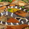 Black And White Krait Snake Paint By Numbers