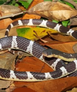 Black And White Krait Snake Paint By Numbers