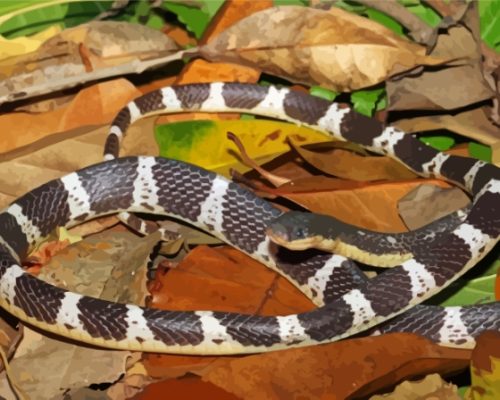 Black And White Krait Snake Paint By Numbers