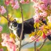 Black And White Cat In Cherry Tree Paint By Numbers