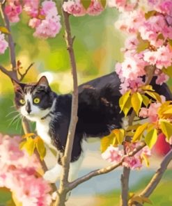 Black And White Cat In Cherry Tree Paint By Numbers