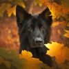 Black German Shepherd Paint By Numbers