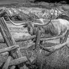 Black And White Longhorn In Farm Paint By Numbers