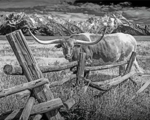 Black And White Longhorn In Farm Paint By Numbers