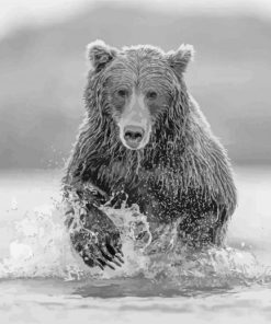 Black And White Wildlife Bear Paint By Numbers