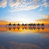 Camels Broome Sunset Paint By Numbers