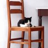 Cat On Chair Paint By Numbers