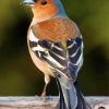 Chaffinch Bird Paint By Numbers