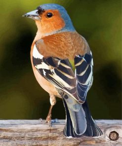 Chaffinch Bird Paint By Numbers