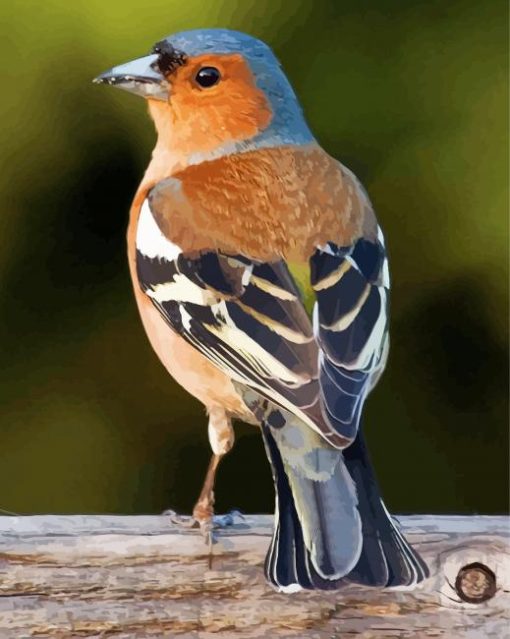 Chaffinch Bird Paint By Numbers