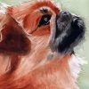 Close Up Pekingese Art Paint By Numbers