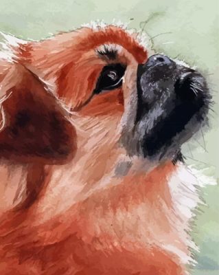 Close Up Pekingese Art Paint By Numbers