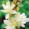 Close Up Tuberose Flowers Paint By Numbers