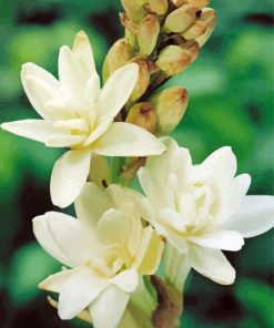 Close Up Tuberose Flowers Paint By Numbers