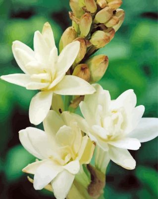 Close Up Tuberose Flowers Paint By Numbers