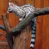 Common Genet Paint By Numbers