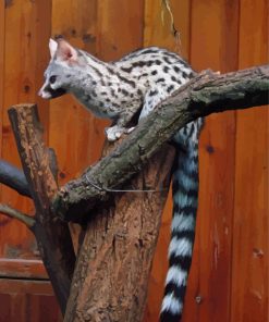 Common Genet Paint By Numbers