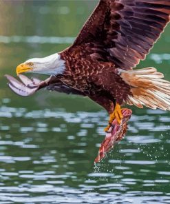 Eagle On The River With Salmon Paint By Numbers