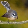 Fantail Bird Paint By Numbers