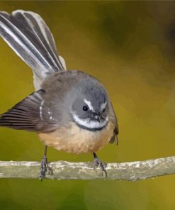 Fantail Bird Paint By Numbers