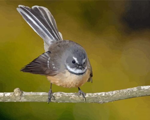 Fantail Bird Paint By Numbers