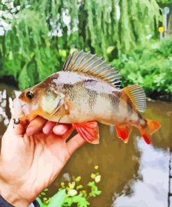 Fishing The European Perch Paint By Numbers