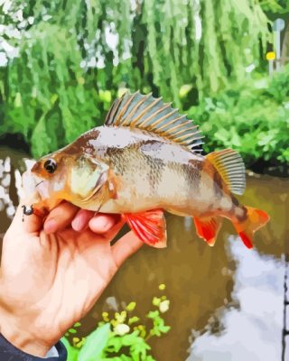 Fishing The European Perch Paint By Numbers