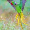 Flying Alexandrine Parakeet Paint By Numbers