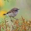 Grey Warbler Bird Paint By Numbers