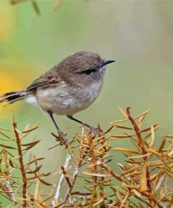 Grey Warbler Bird Paint By Numbers