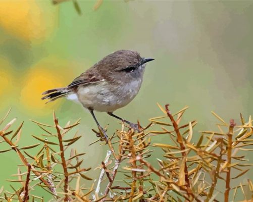 Grey Warbler Bird Paint By Numbers