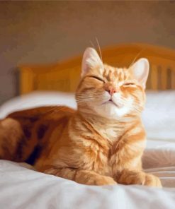 Happy Cat On Bed Paint By Numbers