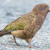 Kea Bird Paint By Numbers