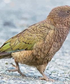 Kea Bird Paint By Numbers