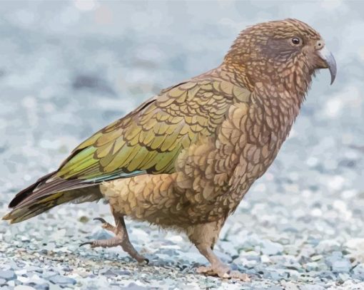 Kea Bird Paint By Numbers