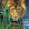 Lion In The Grass Paint By Numbers