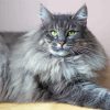 Long Hair Grey Cat Paint By Numbers