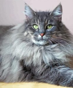 Long Hair Grey Cat Paint By Numbers