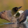 Loons On Lake Paint By Numbers