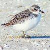 New Zealand Dotterel Paint By Numbers