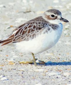 New Zealand Dotterel Paint By Numbers