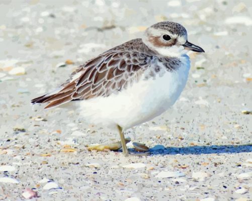 New Zealand Dotterel Paint By Numbers