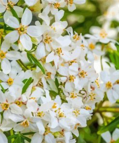 Orange Blossom Flowers Paint By Numbers