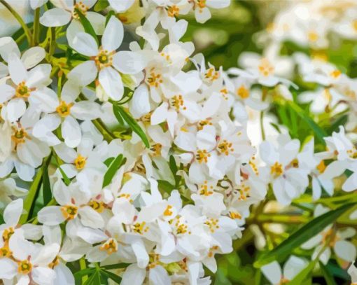 Orange Blossom Flowers Paint By Numbers