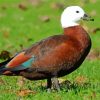 Paradise Shelduck Paint By Numbers