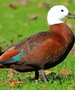 Paradise Shelduck Paint By Numbers