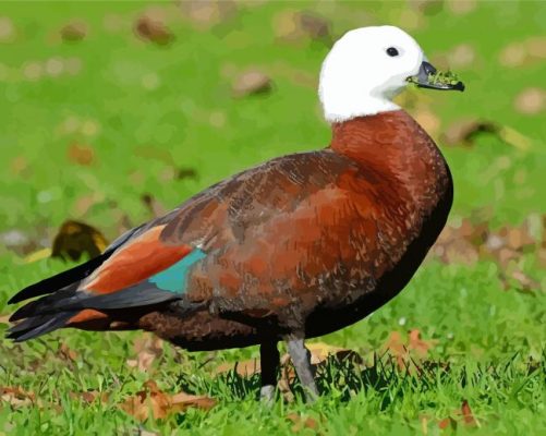 Paradise Shelduck Paint By Numbers