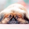 Pekingese Laying On The Ground Paint By Numbers