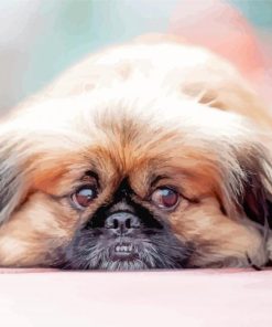 Pekingese Laying On The Ground Paint By Numbers